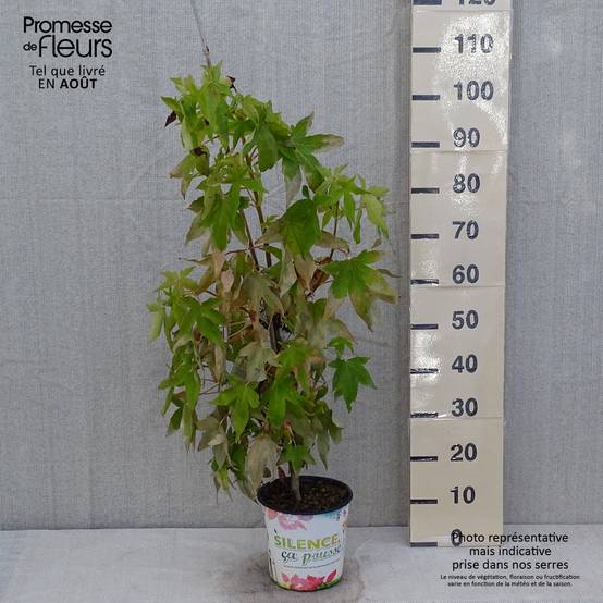 Liquidambar styraciflua Thea - Copalme d'Amérique Pot de 4L/5L - Image 2