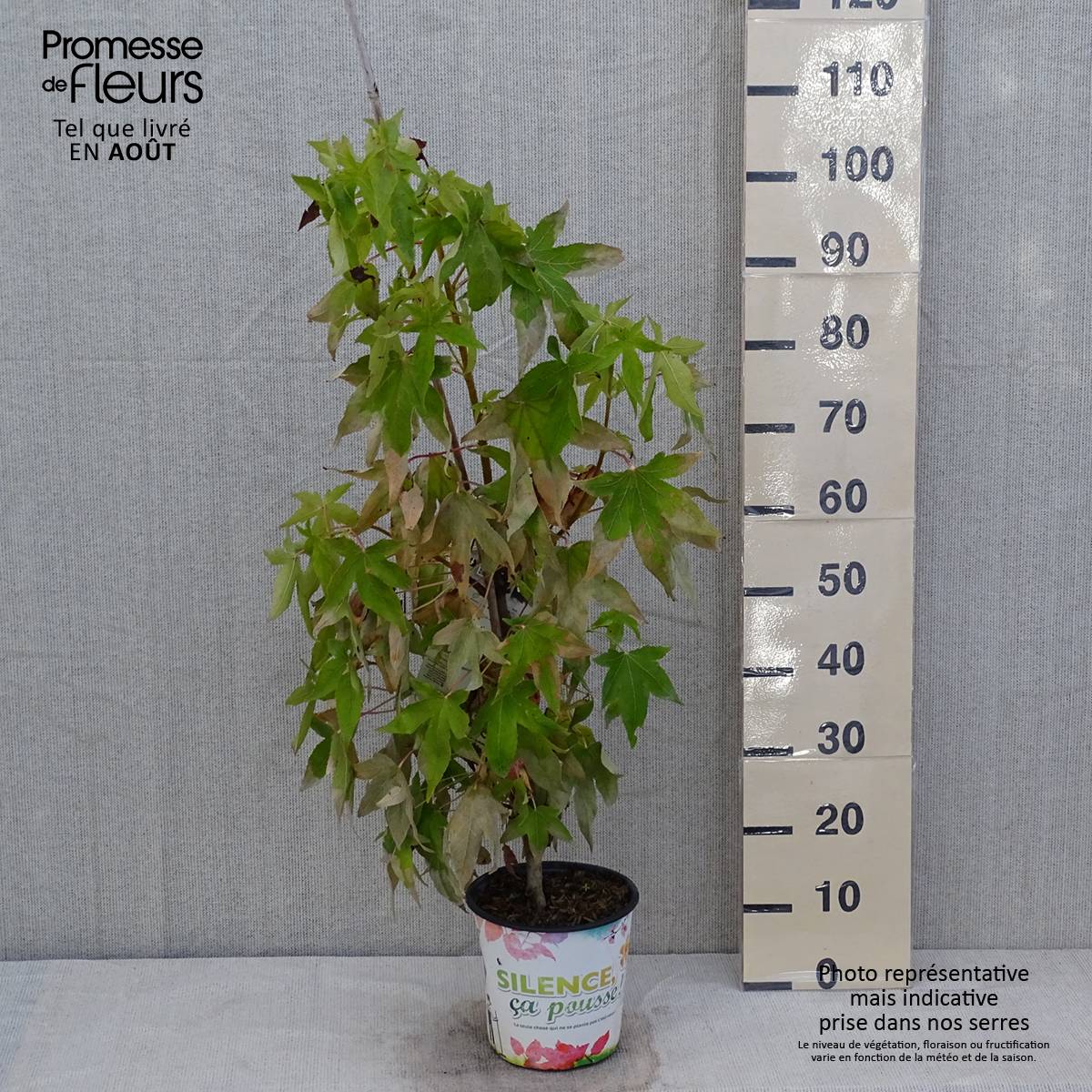 Liquidambar styraciflua Thea - Copalme d'Amérique Pot de 4L/5L - Image 2