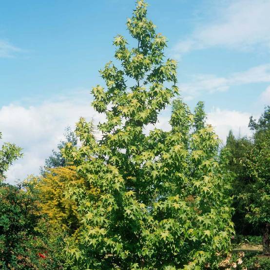 Liquidambar styraciflua Thea - Copalme d'Amérique Pot de 4L/5L - Image 1