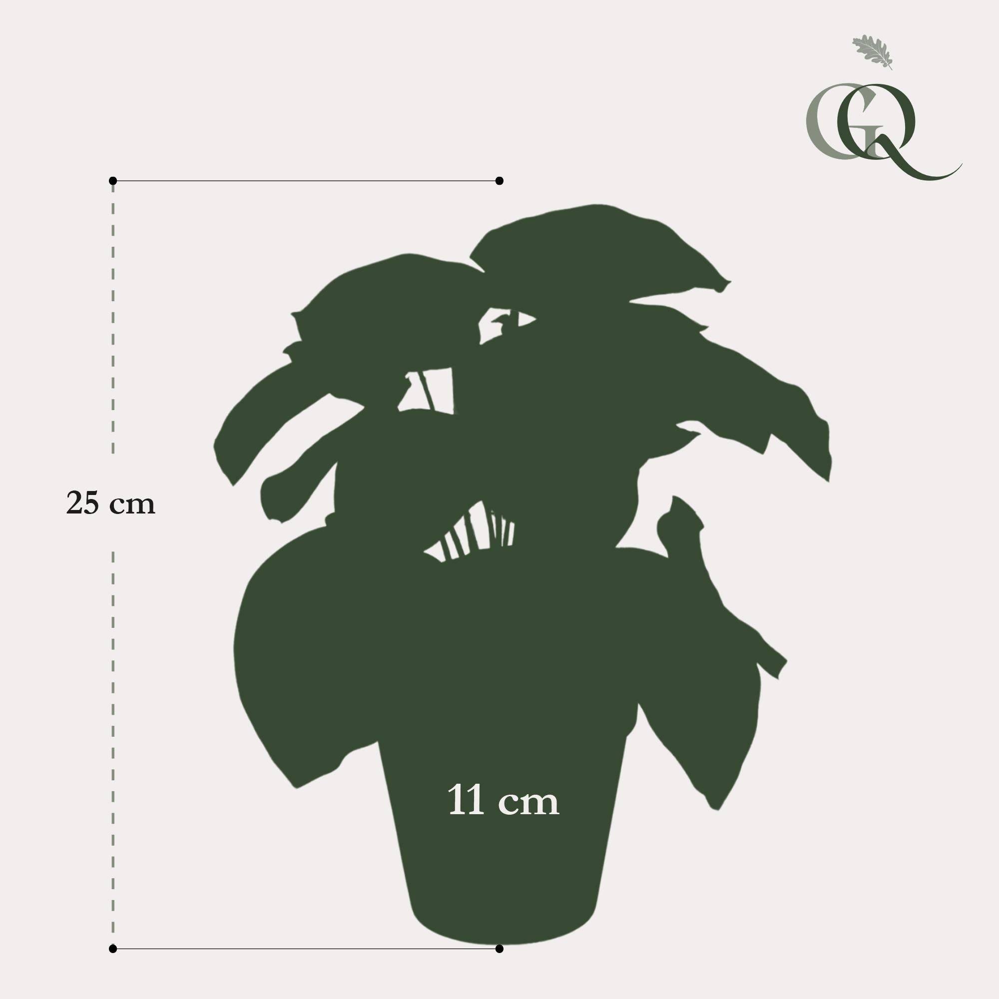 La Green Touch - Peperomia Argyreia plante artificielle - h25cm, Ø11cm- La Green Touch - Image 3
