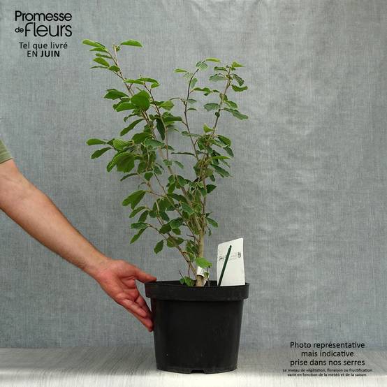 Promesse de Fleurs - Hamamelis intermedia Arnold Promise - Noisetier de Sorcière Pot de 4L/5L - Image 2