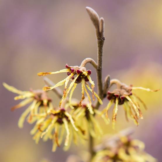 Promesse de Fleurs - Hamamelis intermedia Arnold Promise - Noisetier de Sorcière Pot de 4L/5L - Image 1