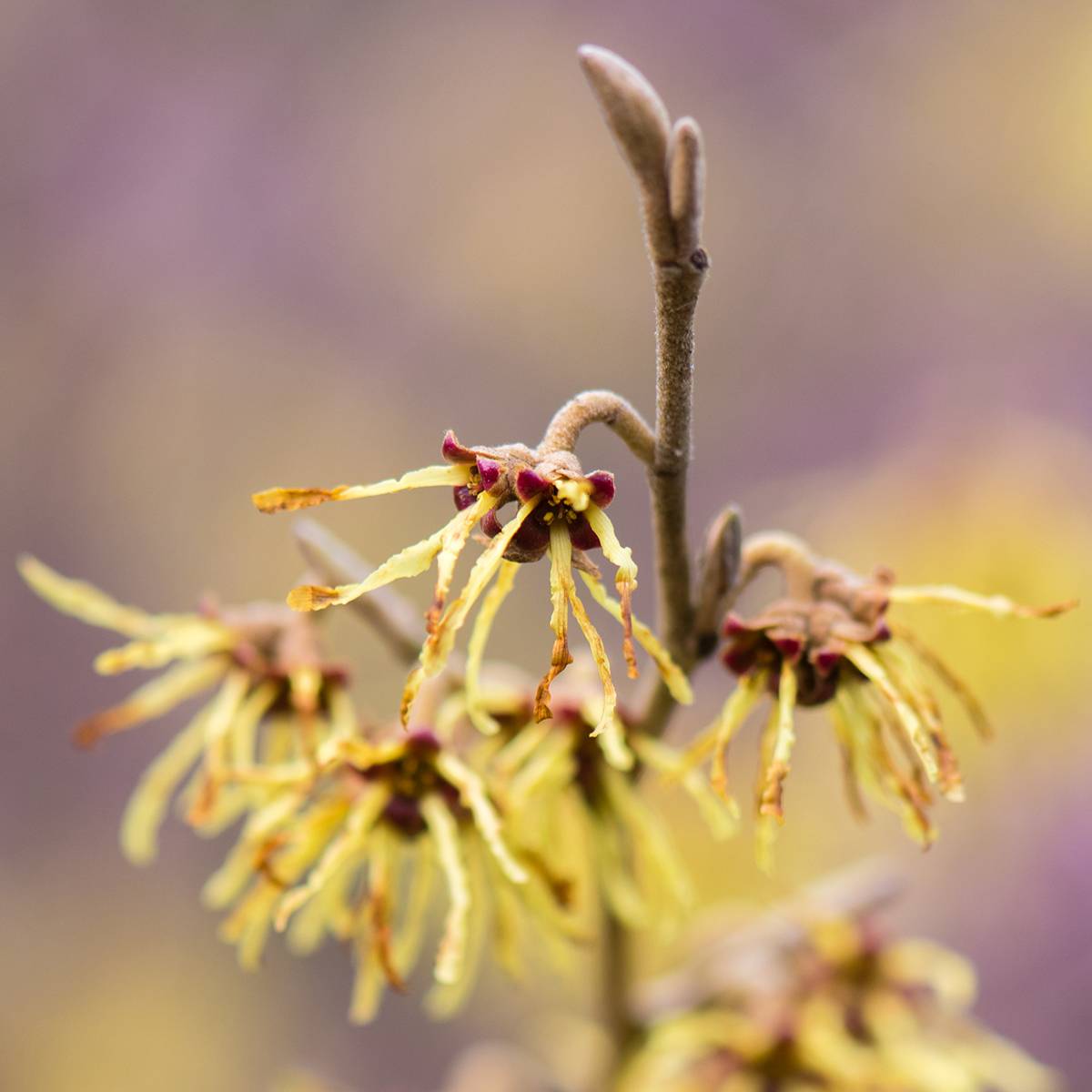 Promesse de Fleurs - Hamamelis intermedia Arnold Promise - Noisetier de Sorcière Pot de 4L/5L