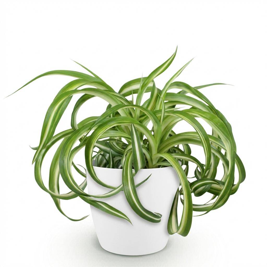Chlorophytum comosum Bonnie - Pet-friendly - Pot de 12cm - Hauteur 20cm - Blanc - Plantes d'intérieur - Image 2
