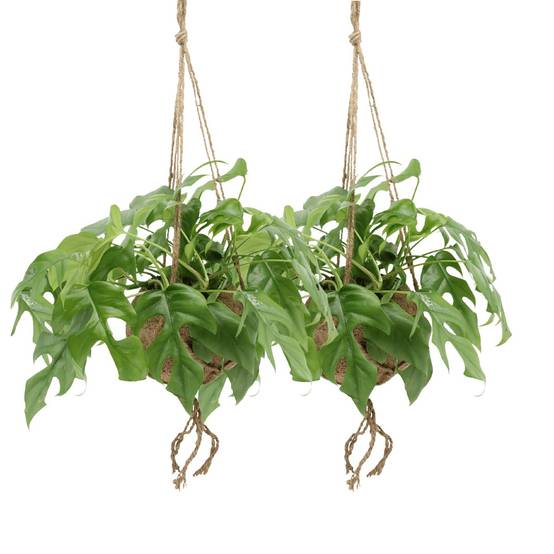 Kokodama Monstera Minima Hang () - H25cm - Image 1