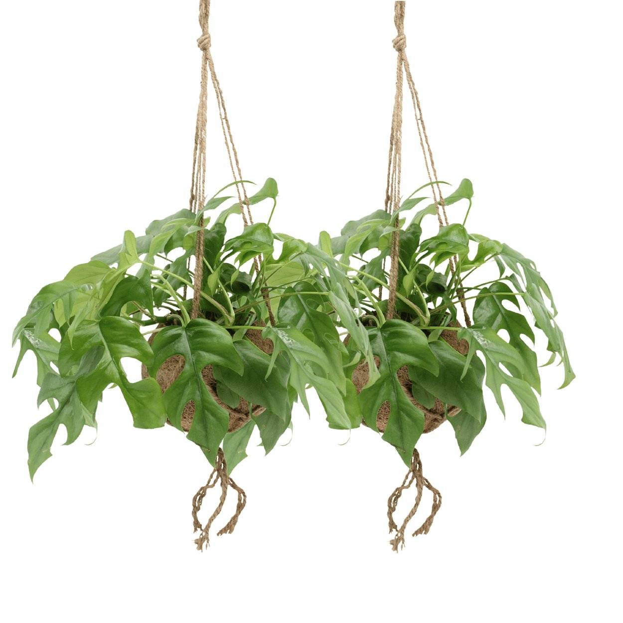 Kokodama Monstera Minima Hang () - H25cm