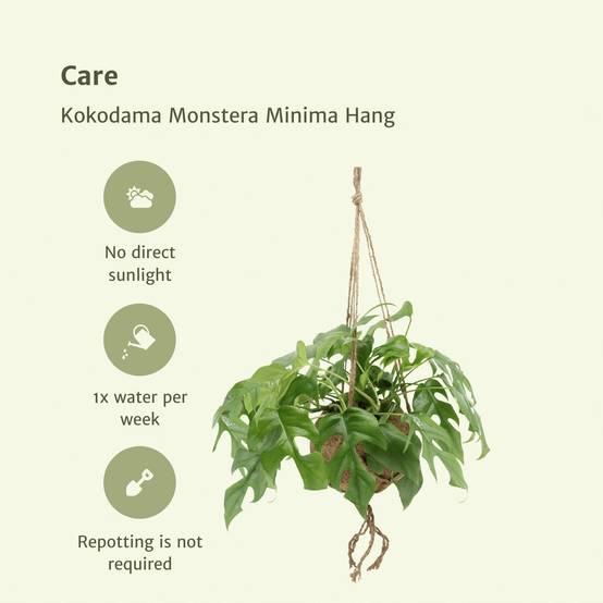 Kokodama Monstera Minima Hang () - H25cm - Image 5