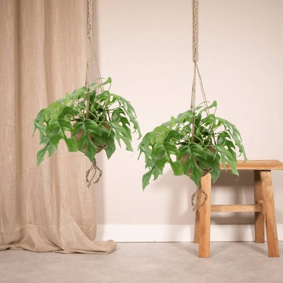 Kokodama Monstera Minima Hang () - H25cm - Image 2