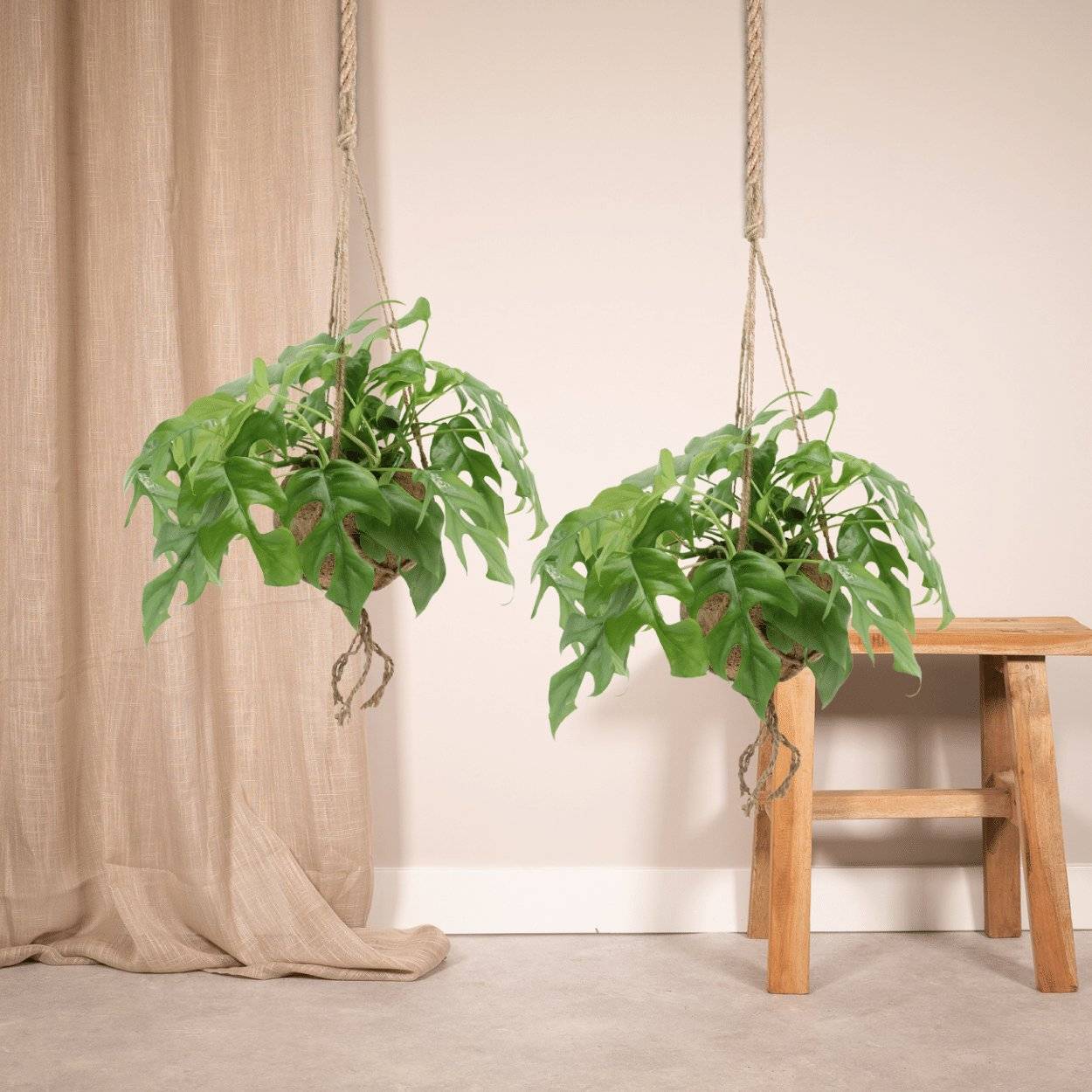 Kokodama Monstera Minima Hang () - H25cm - Image 2