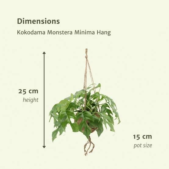 Kokodama Monstera Minima Hang () - H25cm - Image 4