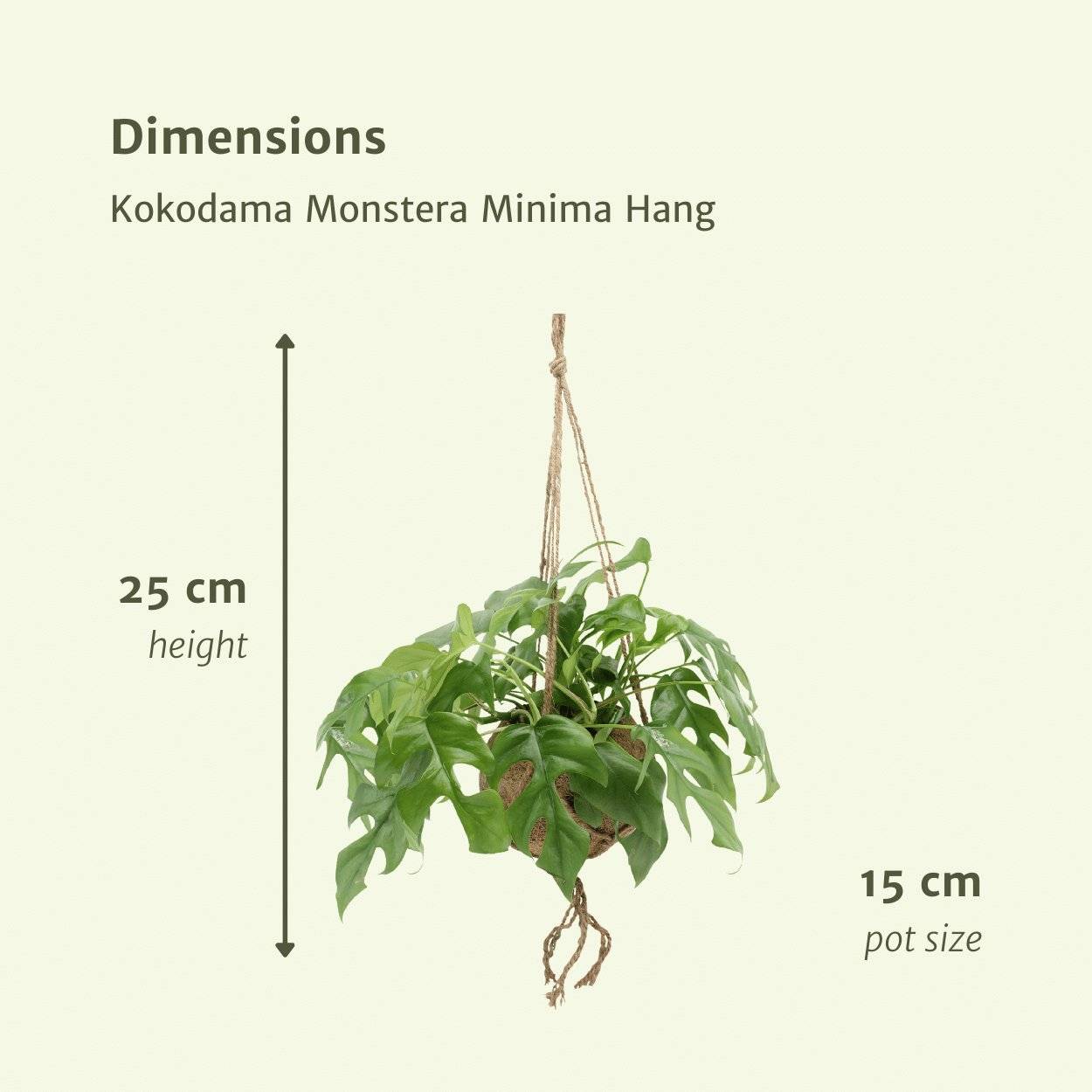 Kokodama Monstera Minima Hang () - H25cm - Image 4
