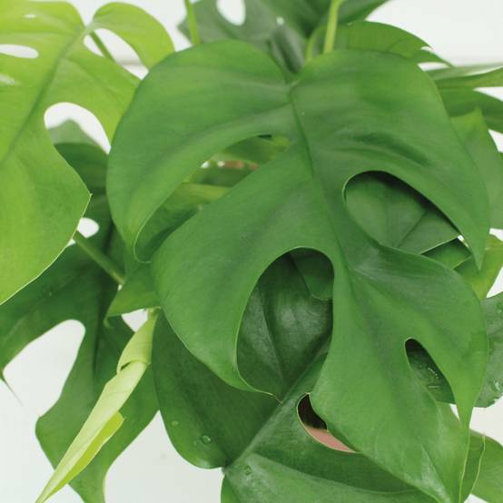 Kokodama Monstera Minima Hang () - H25cm - Image 3