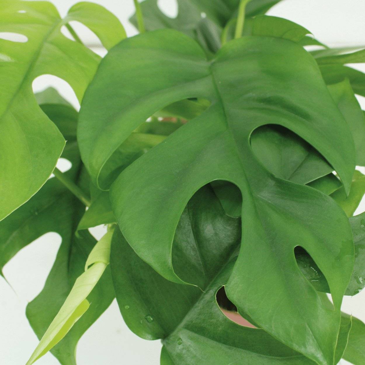 Kokodama Monstera Minima Hang () - H25cm - Image 3