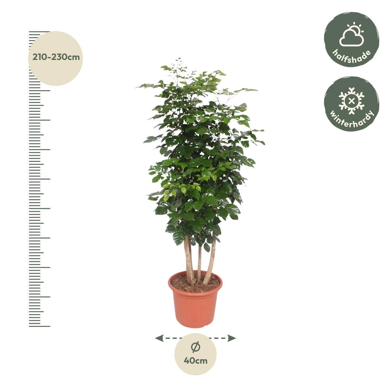 Radermachera Hainanensis - D40 H190cm - Image 2