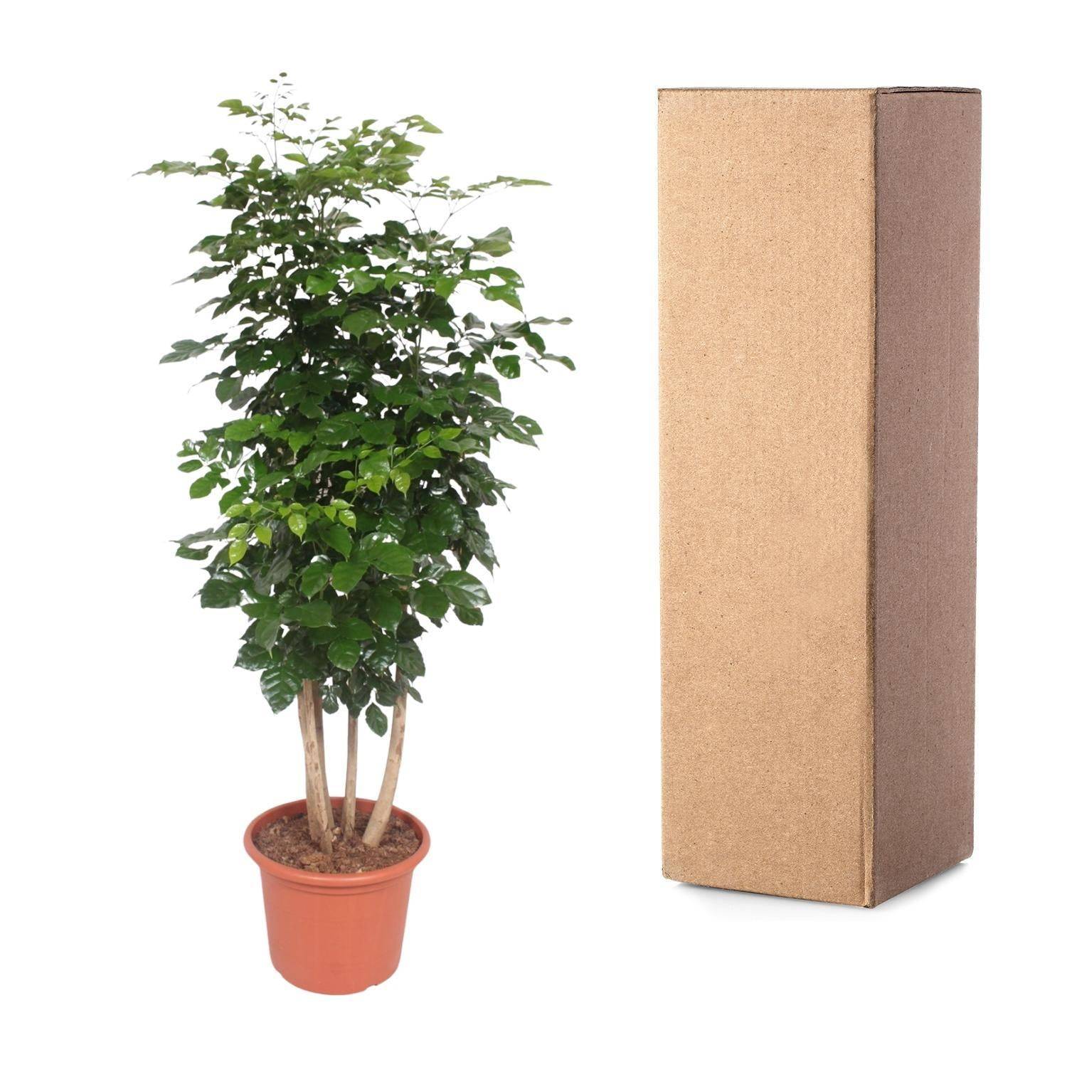 La Green Touch - Radermachera Hainanensis - D34 H190cm - Image 3