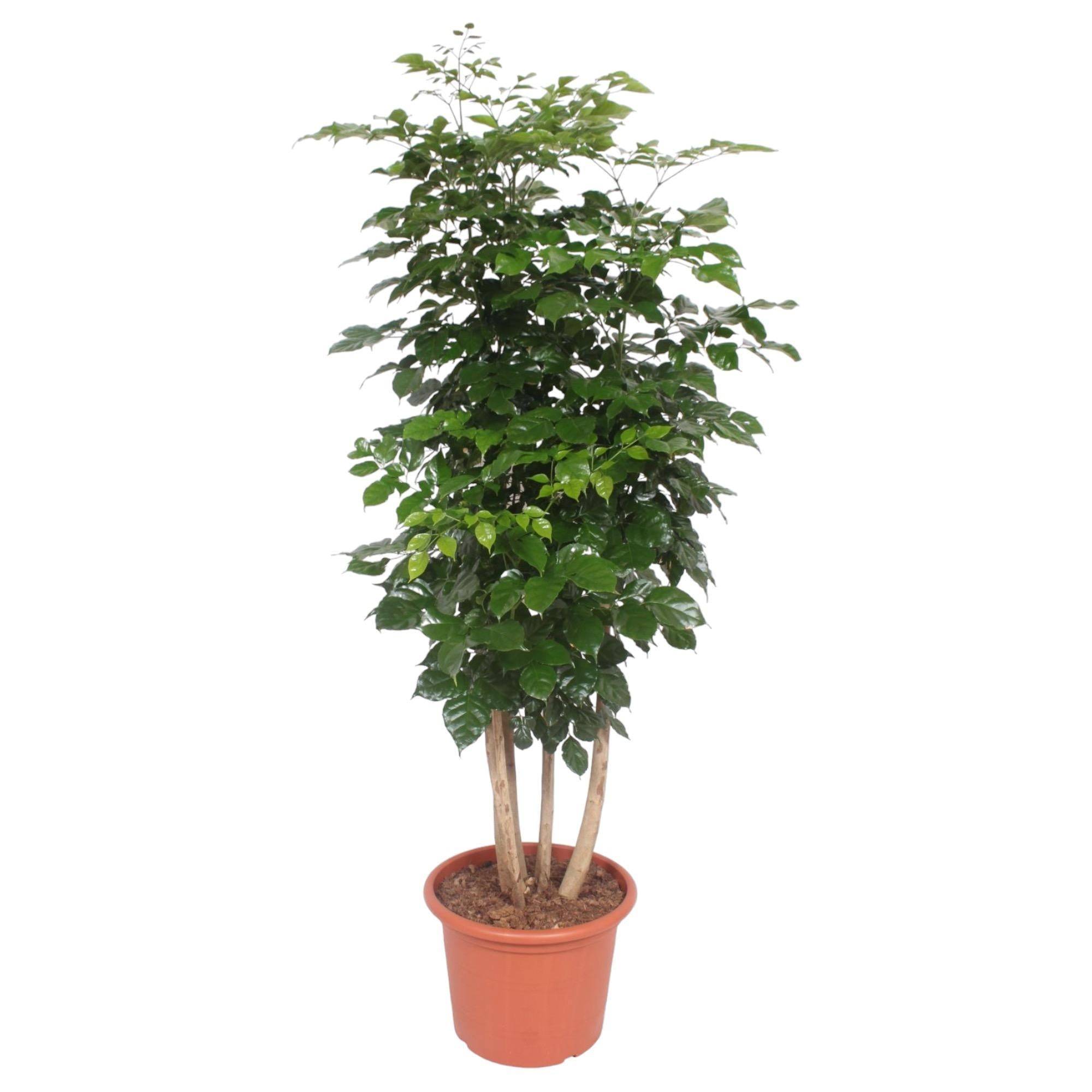 Radermachera Hainanensis - D40 H190cm