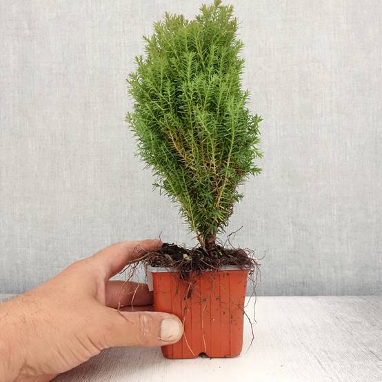 Thuja occidentalis Teddy - Thuya du Canada Godet de 8/9 cm - Image 2