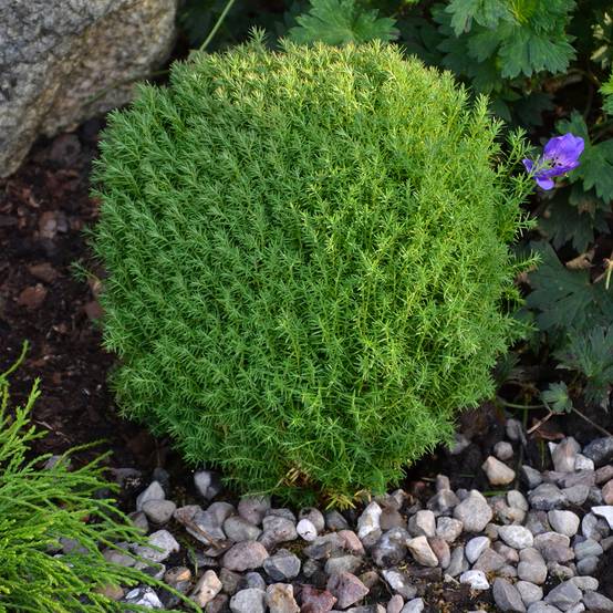 Thuja occidentalis Teddy - Thuya du Canada Godet de 8/9 cm - Image 1