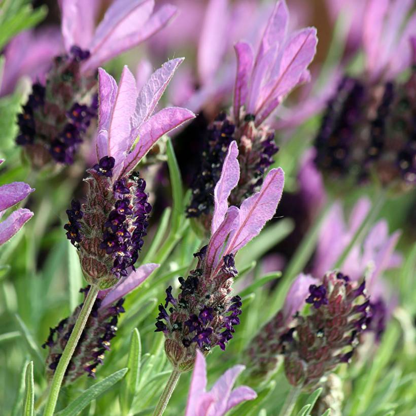 Promesse de Fleurs - Lavande papillon Madrid Purple - Lavandula stoechas Pot de 3L/4L