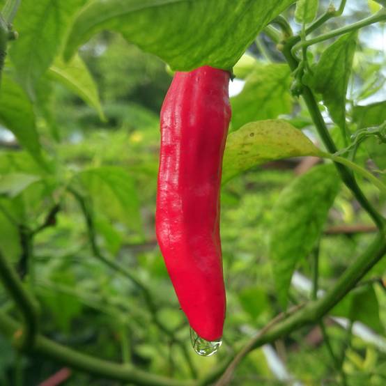 Piment Sucette De Provence - Capsicum annuum le sachet de 60 graines environ (0,5g)