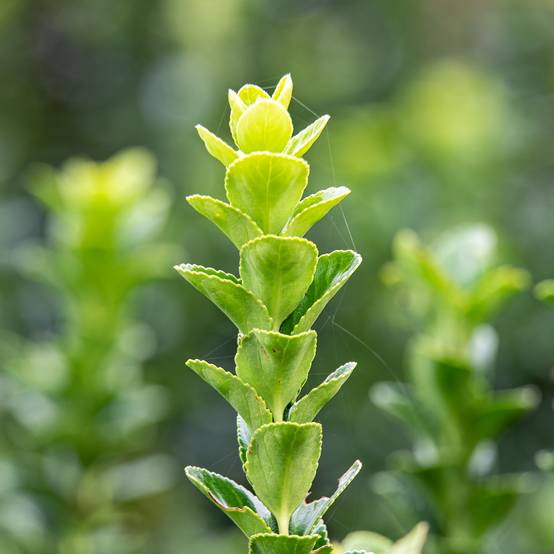 Promesse de Fleurs - Euonymus japonicus Green Rocket - Fusain du Japon érigé Pot de 2L/3L
