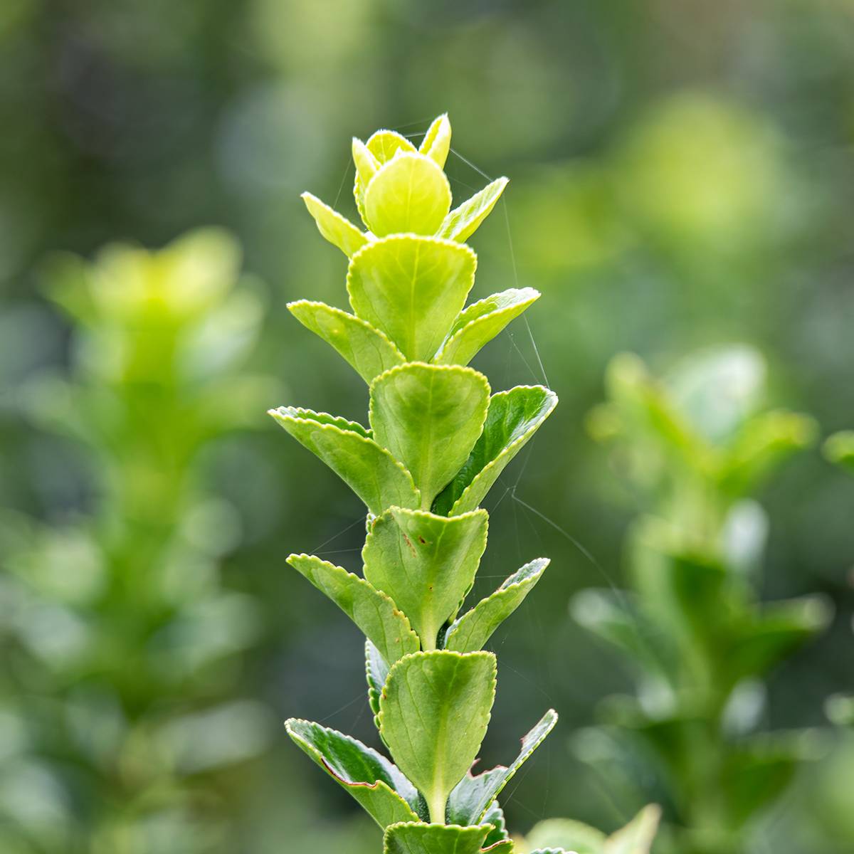 Promesse de Fleurs - Euonymus japonicus Green Rocket - Fusain du Japon érigé Pot de 2L/3L