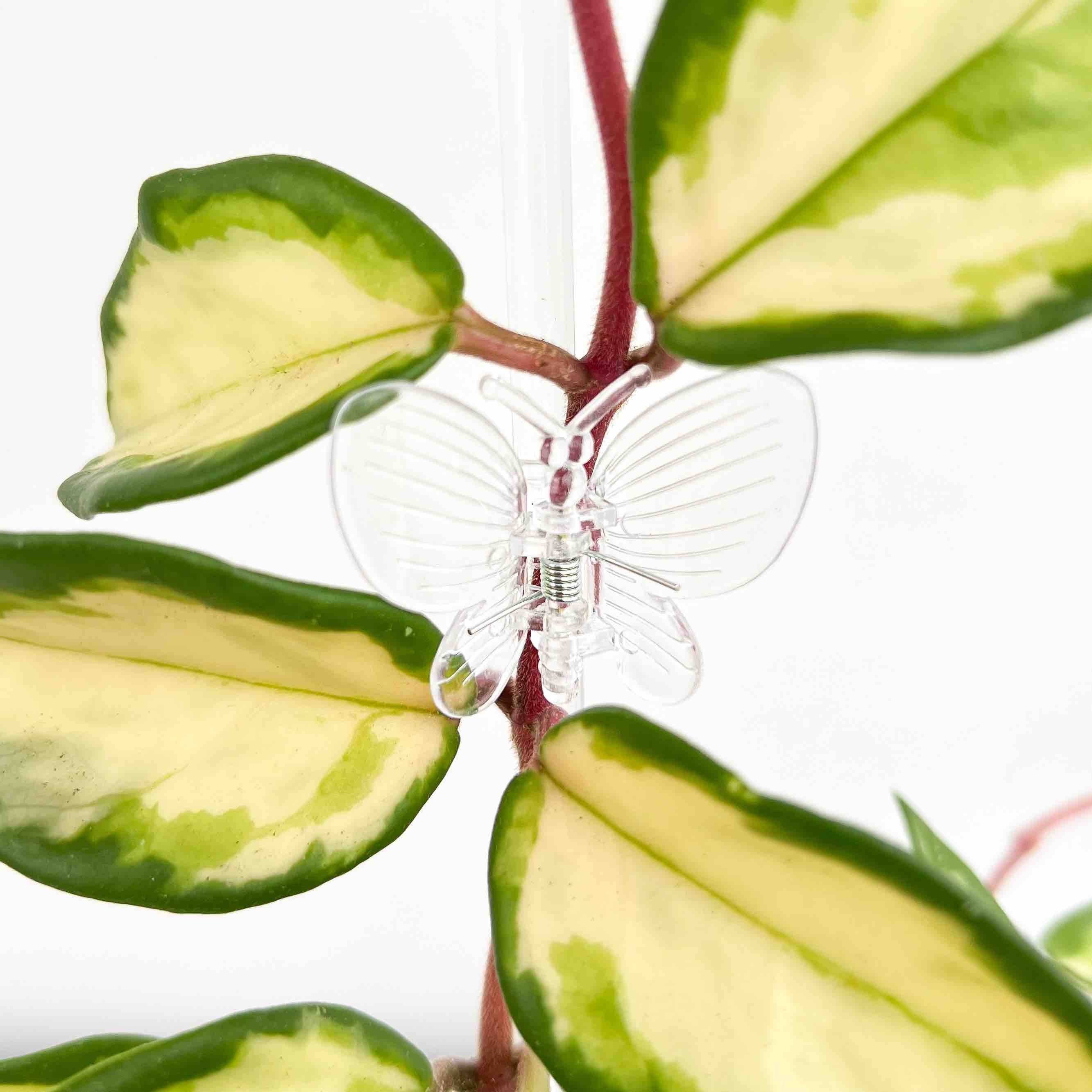 Pinces Papillon pour plante X10 - Pince tuteurage Papillon - Clips de support - Pinces de support pour plantes - Transparent - Image 1