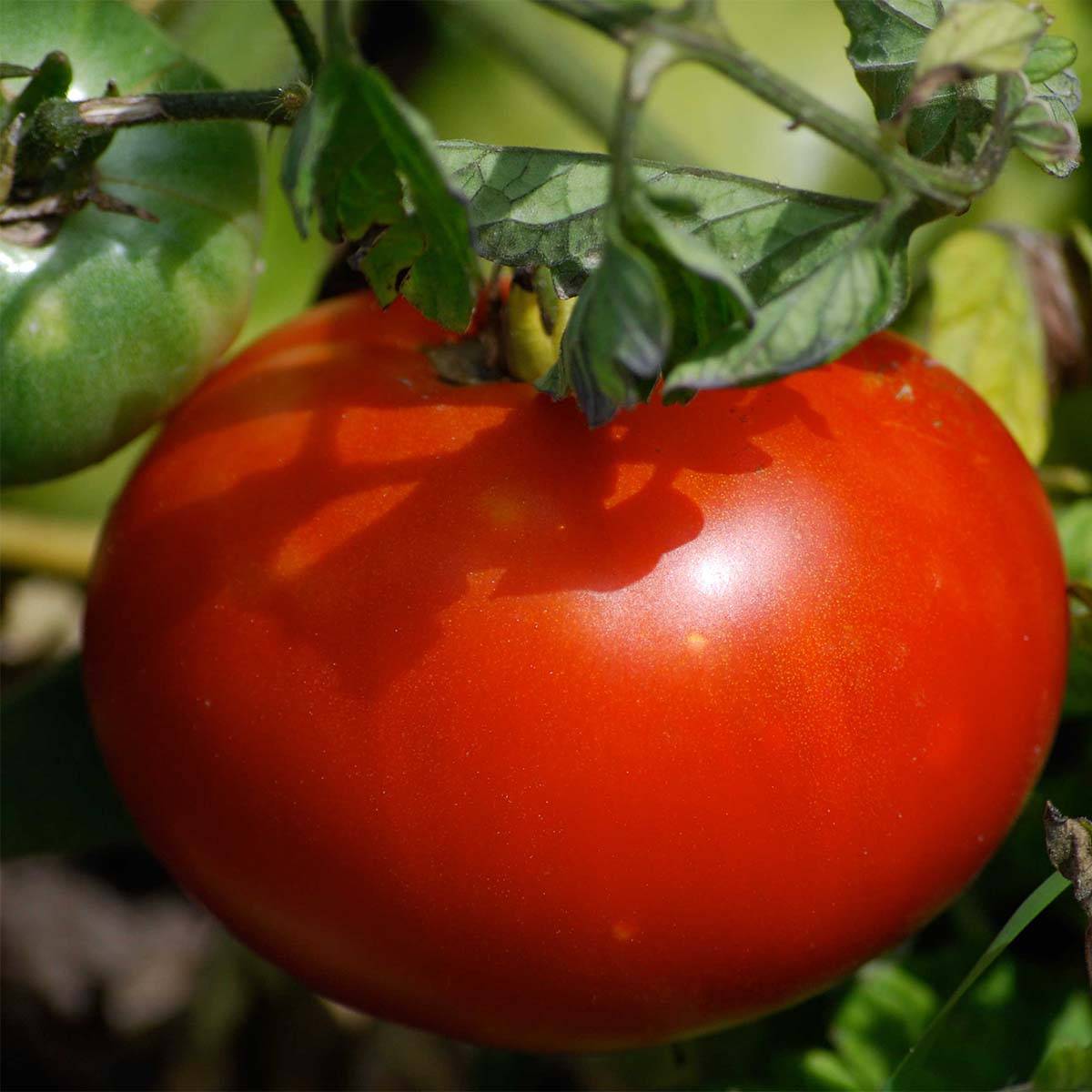 Promesse de Fleurs - Tomate Merveille des Marchés Bio - Ferme de Sainte Marthe le sachet de 50 graines environ