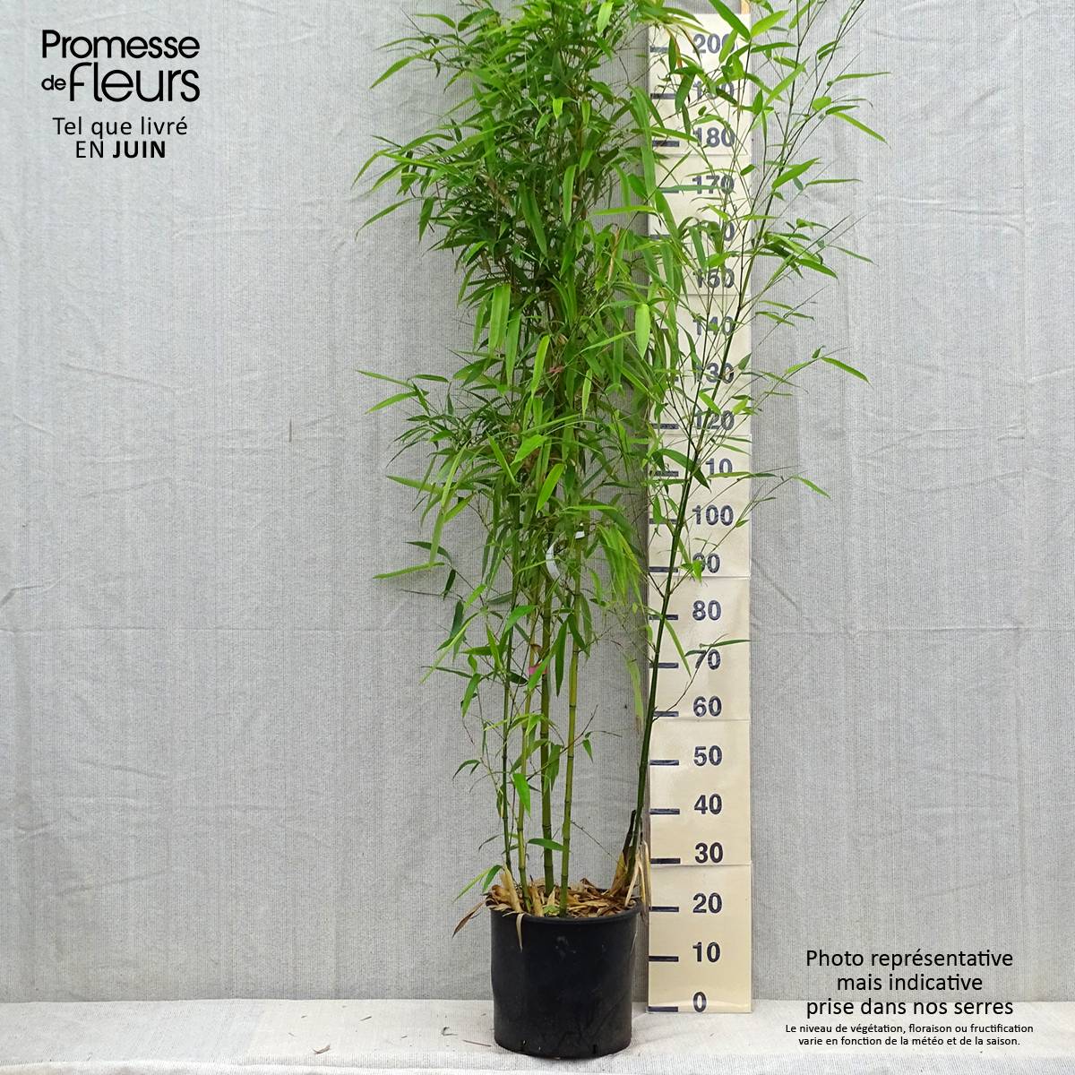 Phyllostachys vivax Huangwenzhu - Bambou géant Pot de 12L/15L - Image 2