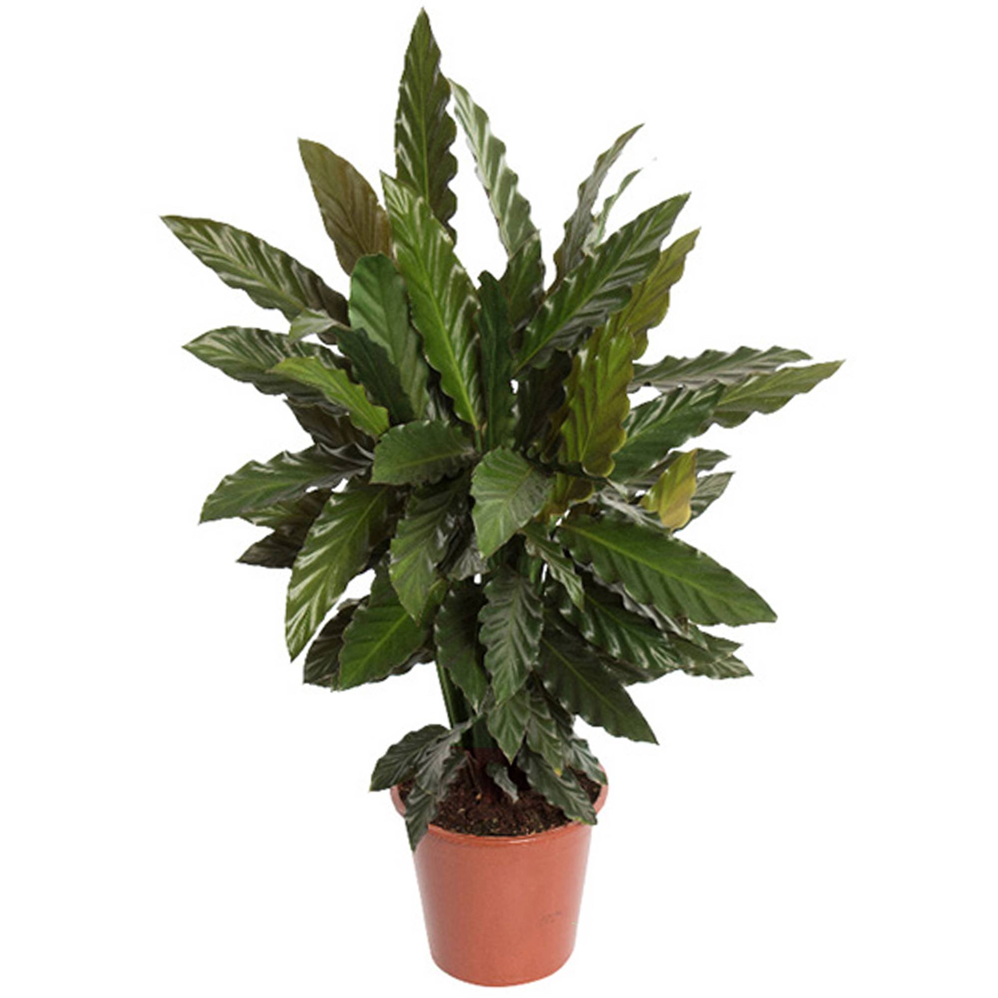 Gardenersdream - 1 X Calathea "Blue Grass" | Superbe Plante D’Intérieur Calathea Velours (De 30 À 40 Cm Avec Pot) - GardenersDream - Image 2