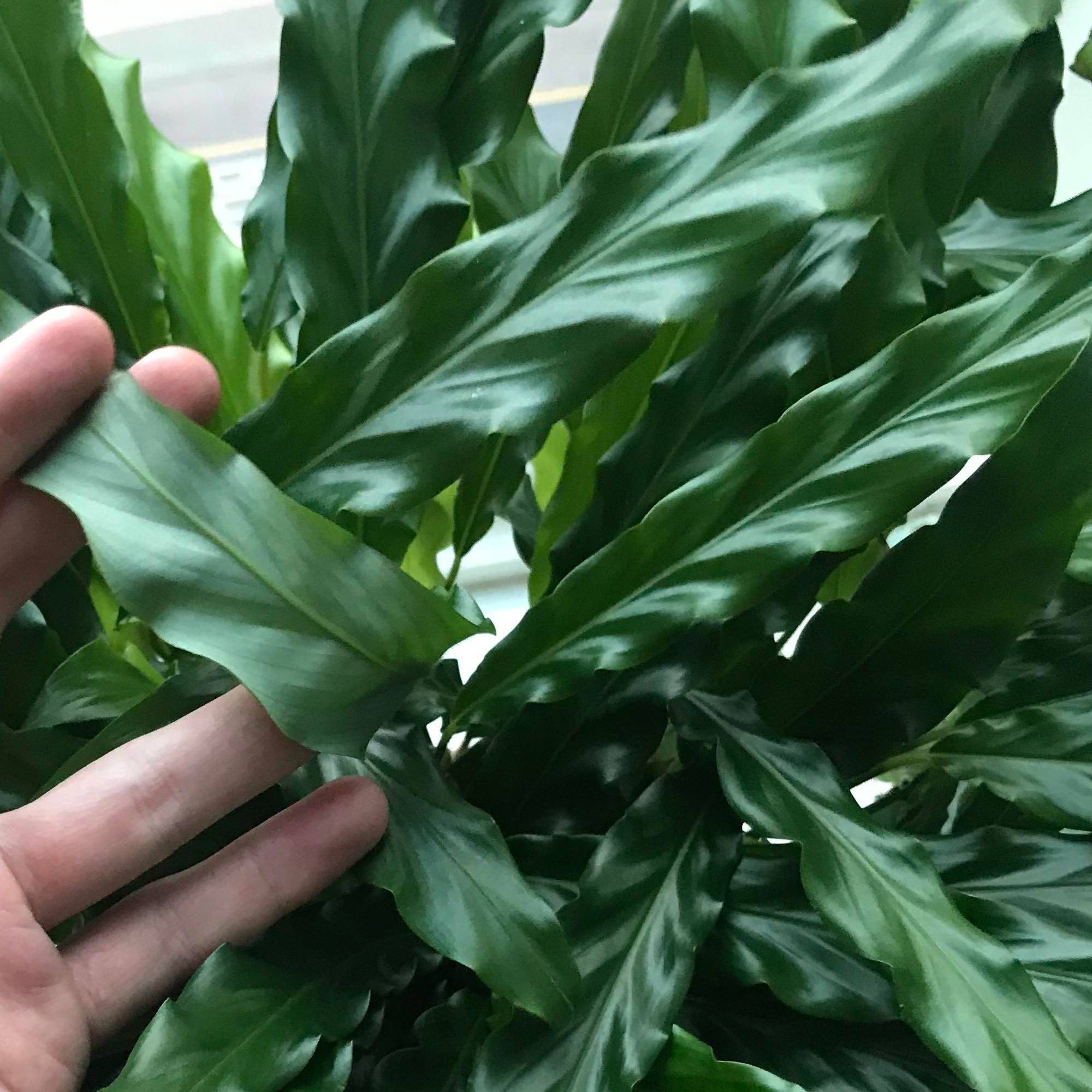 Gardenersdream - 1 X Calathea "Blue Grass" | Superbe Plante D’Intérieur Calathea Velours (De 30 À 40 Cm Avec Pot) - GardenersDream - Image 3