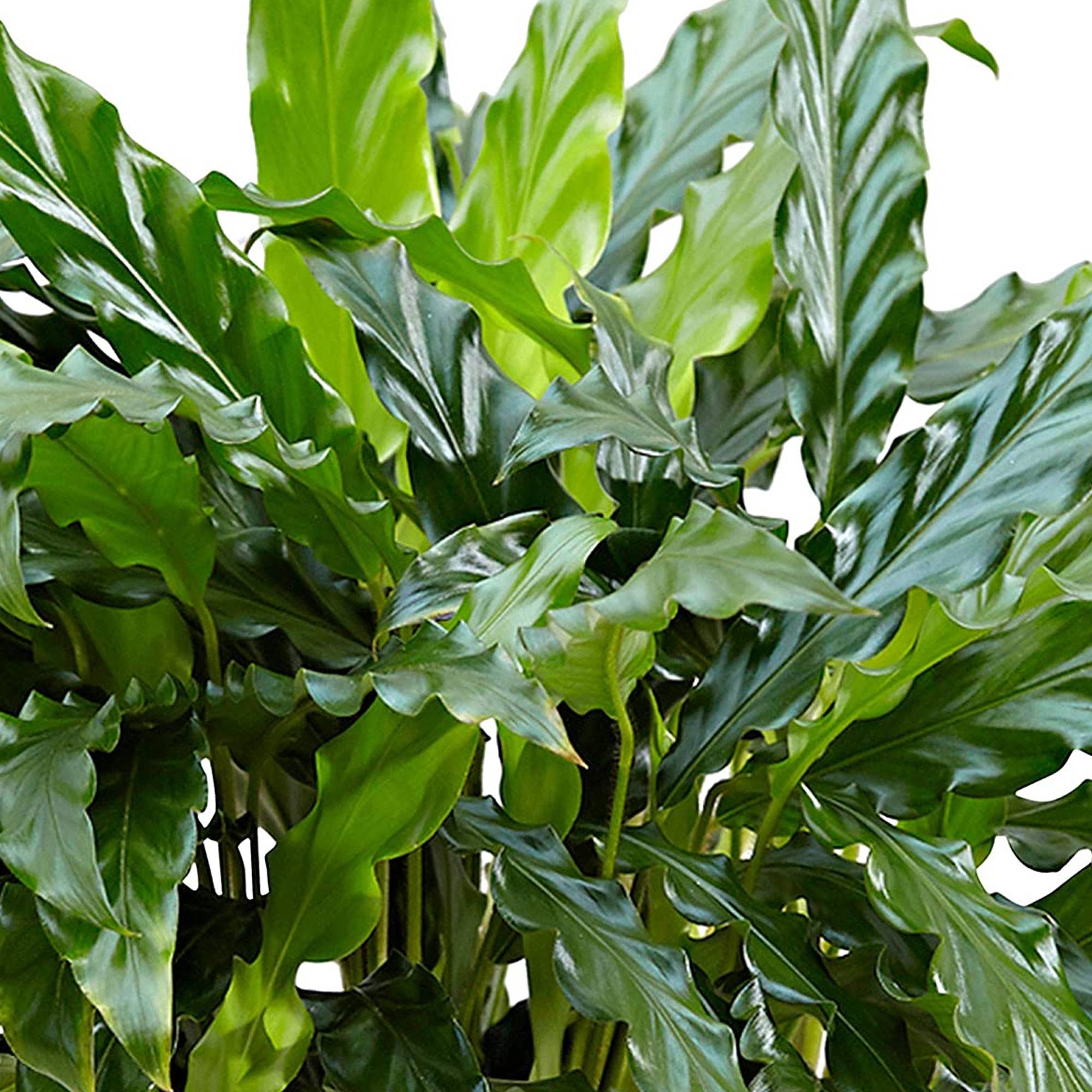 Gardenersdream - 1 X Calathea "Blue Grass" | Superbe Plante D’Intérieur Calathea Velours (De 30 À 40 Cm Avec Pot) - GardenersDream - Image 4