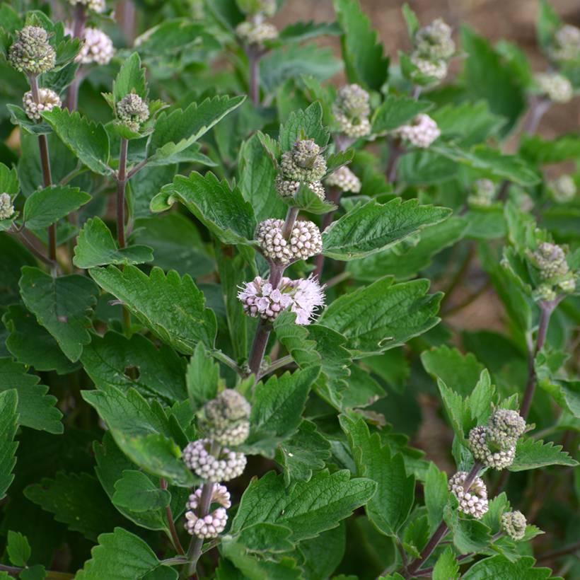 Promesse de Fleurs - Caryopteris clandonensis Stephi - Spirée bleue Pot de 3L/4L - Image 1