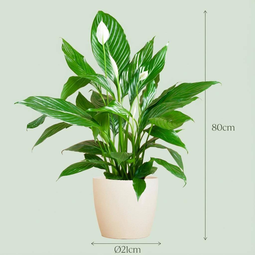 Spathiphyllum - Pot de 19cm - Blanc - 21cm - Plantes d'intérieur - Image 4
