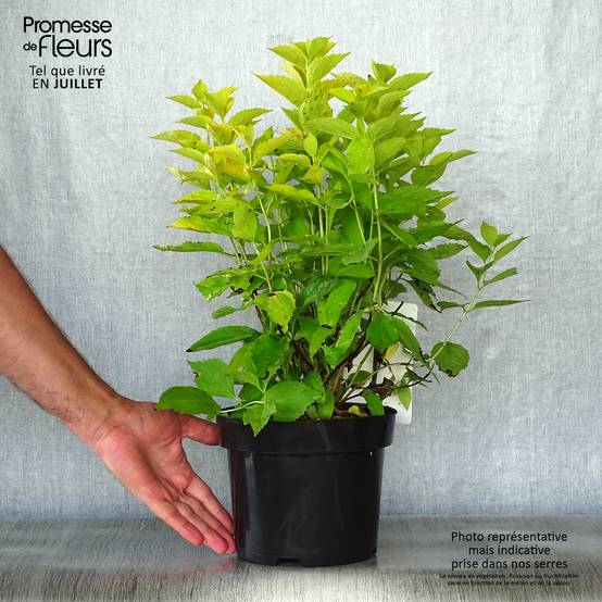 Seringat des jardins - Philadelphus coronarius Aureus Pot de 2L/3L - Image 2