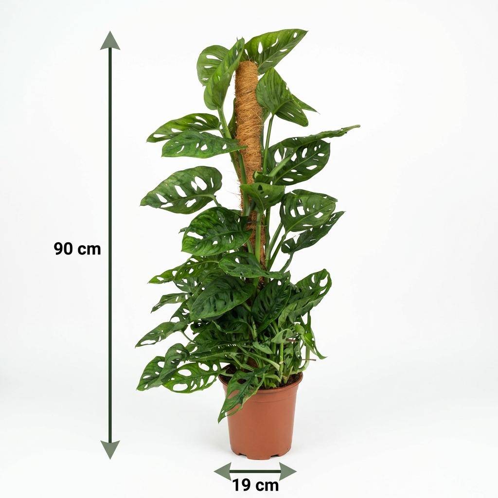 Monstera Andansonii - Monkey Mask avec tuteur coco - Pot de 19cm - Hauteur 90cm - Sans cache-pot - Plantes d'intérieur - Image 6