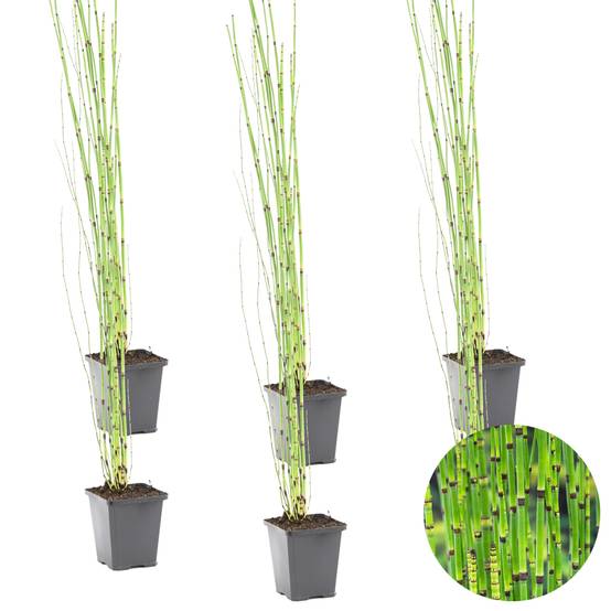 Lot de 6 - Equisetum Japonicum - Prêle du Japon - Plantes de bassin - H. 20-30 cm - P. 9 cm - Image 1