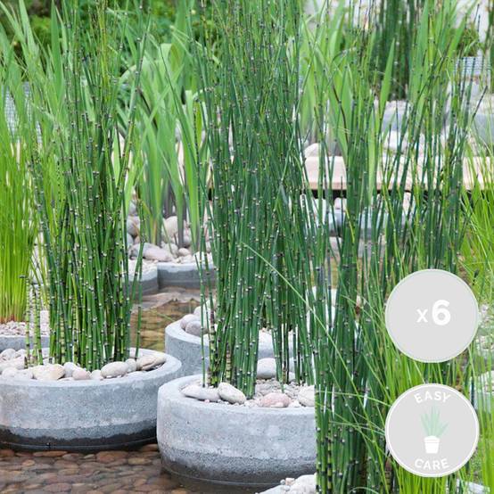 Lot de 6 - Equisetum Japonicum - Prêle du Japon - Plantes de bassin - H. 20-30 cm - P. 9 cm - Image 2