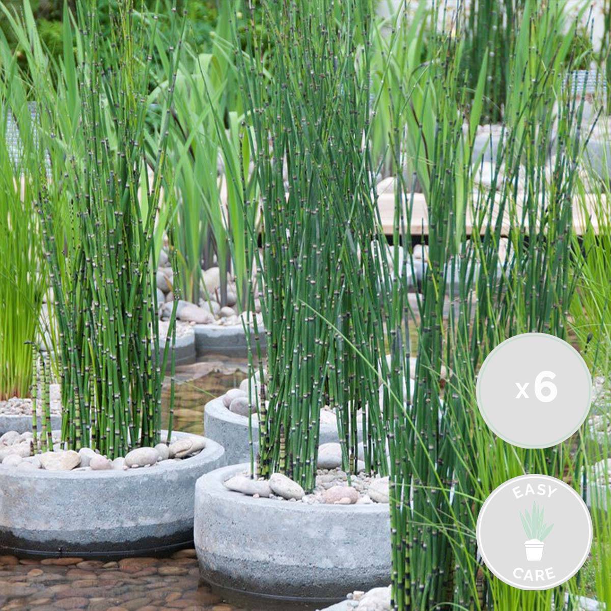 Lot de 6 - Equisetum Japonicum - Prêle du Japon - Plantes de bassin - H. 20-30 cm - P. 9 cm - Image 2