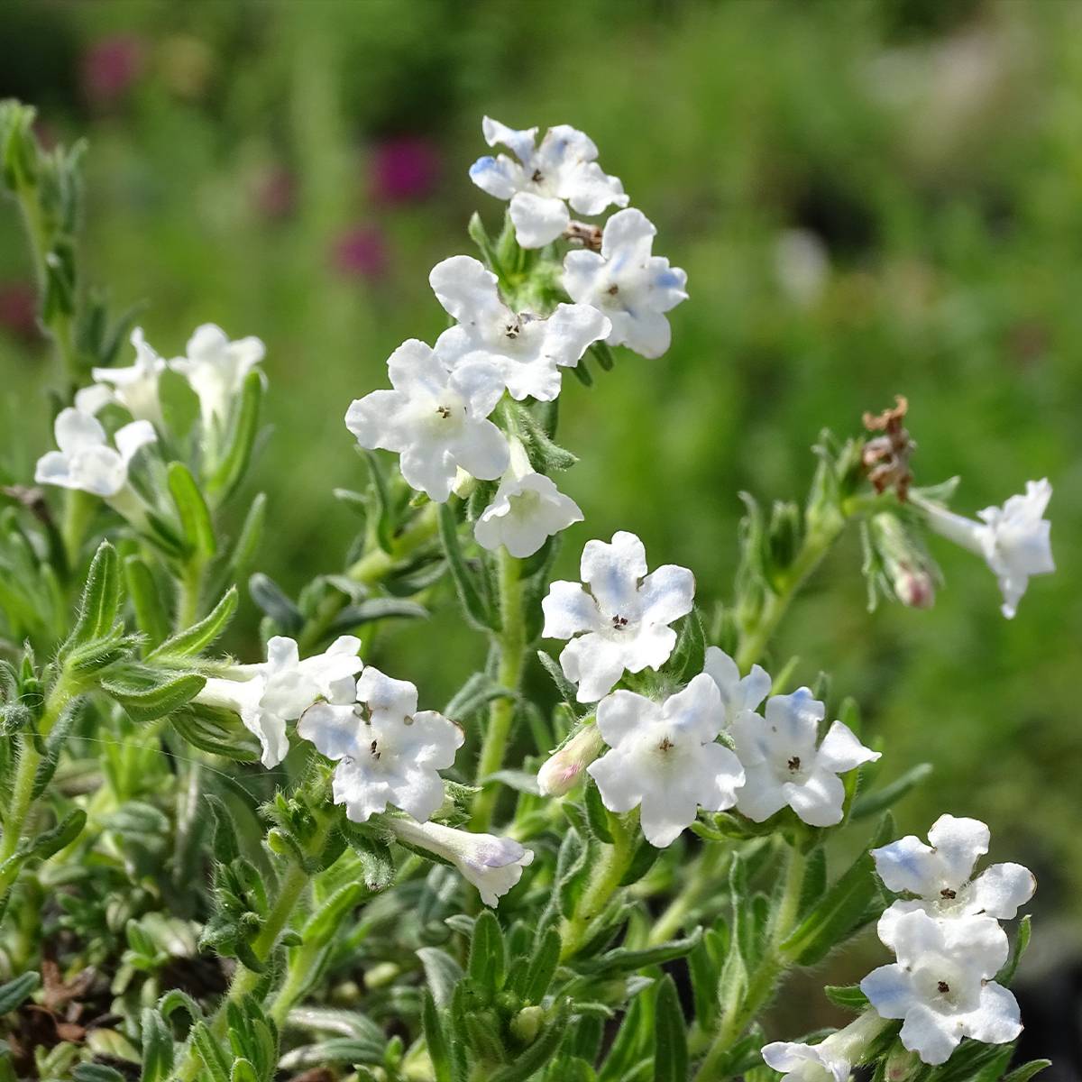 Promesse de Fleurs - Lithodora diffusa Cambridge Blue - Grémil diffus Godet de 8/9 cm