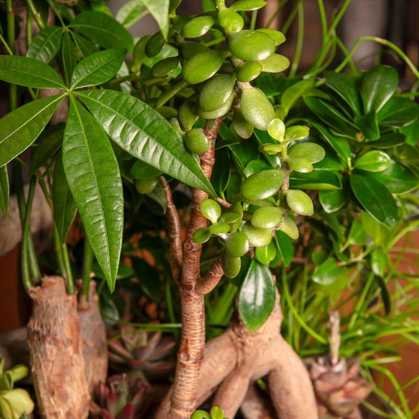Crassula ovata - Arbre de Jade Mini-plante
