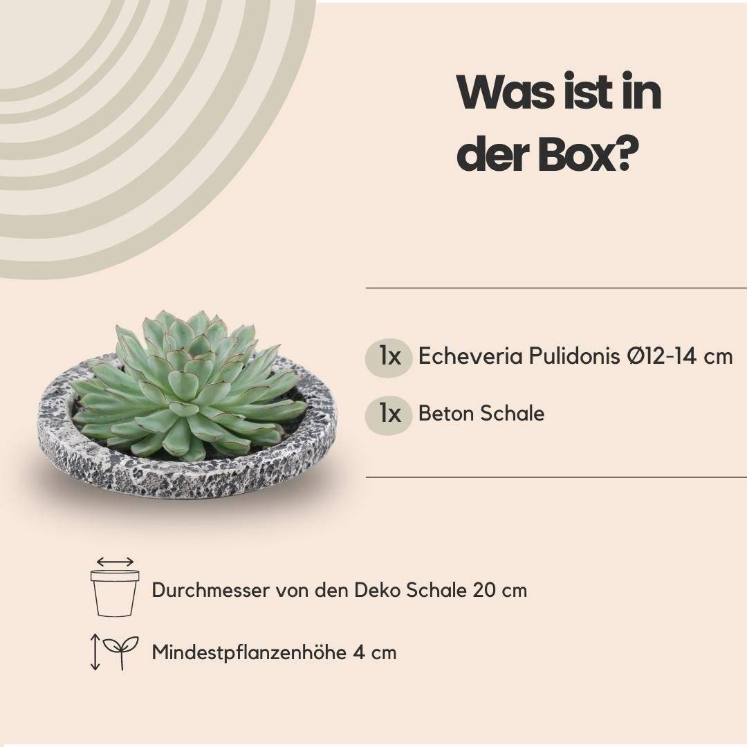 Echeveria Pulidonis Sans Racines- La Green Touch - Image 4