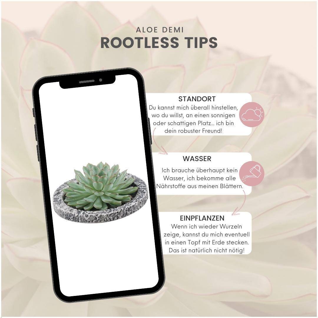 Echeveria Pulidonis Sans Racines- La Green Touch - Image 5