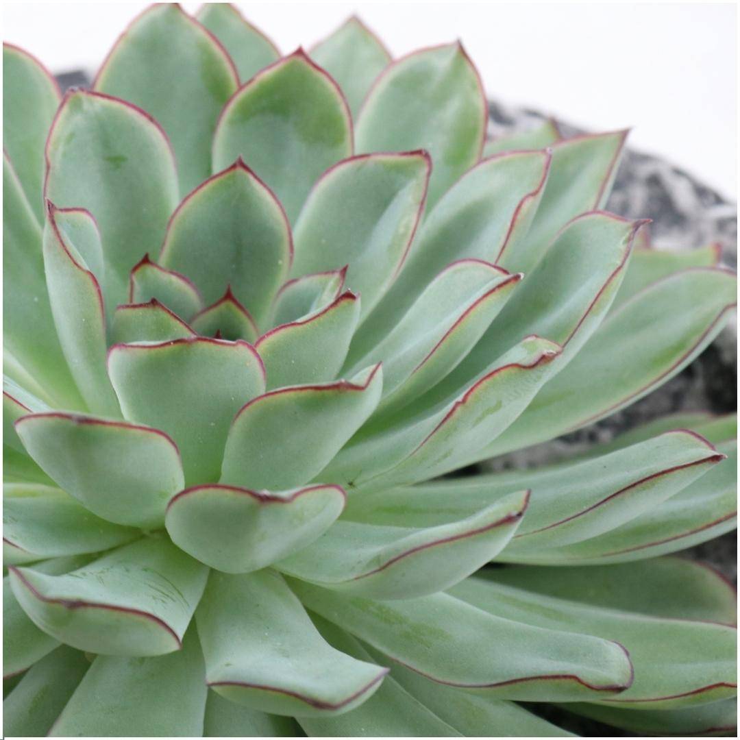 Echeveria Pulidonis Sans Racines- La Green Touch - Image 2