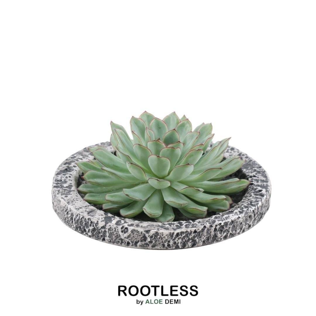 Echeveria Pulidonis Sans Racines- La Green Touch - Image 1