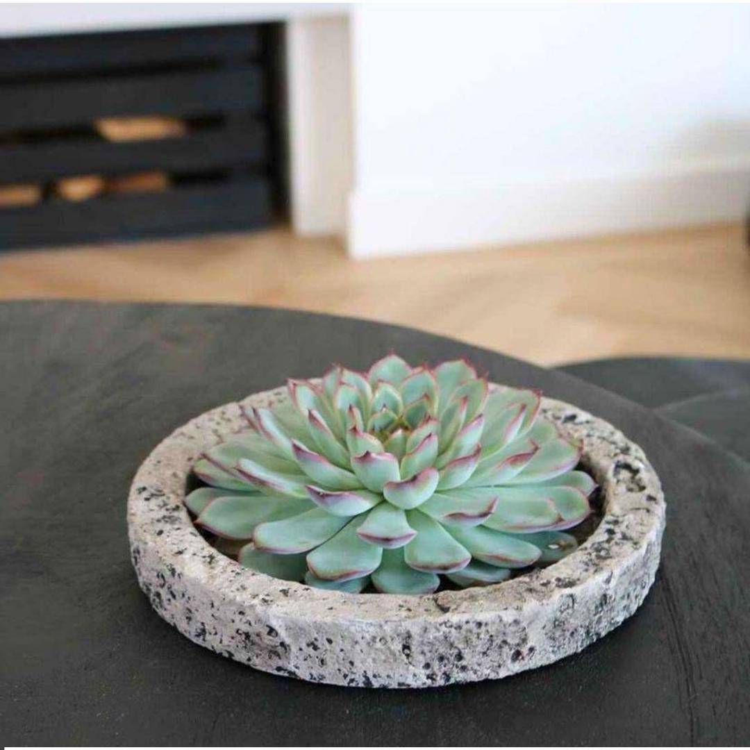 Echeveria Pulidonis Sans Racines- La Green Touch - Image 6