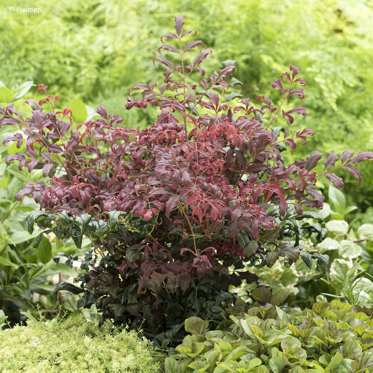 Nandina domestica Curly Obsessed - Bambou sacré Pot de 3L/4L