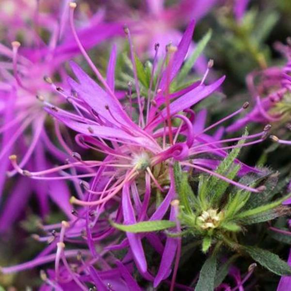 Promesse de Fleurs - Azalée japonaise Star Style Violet - Azalea japonica Pot de 3L/4L - Image 1