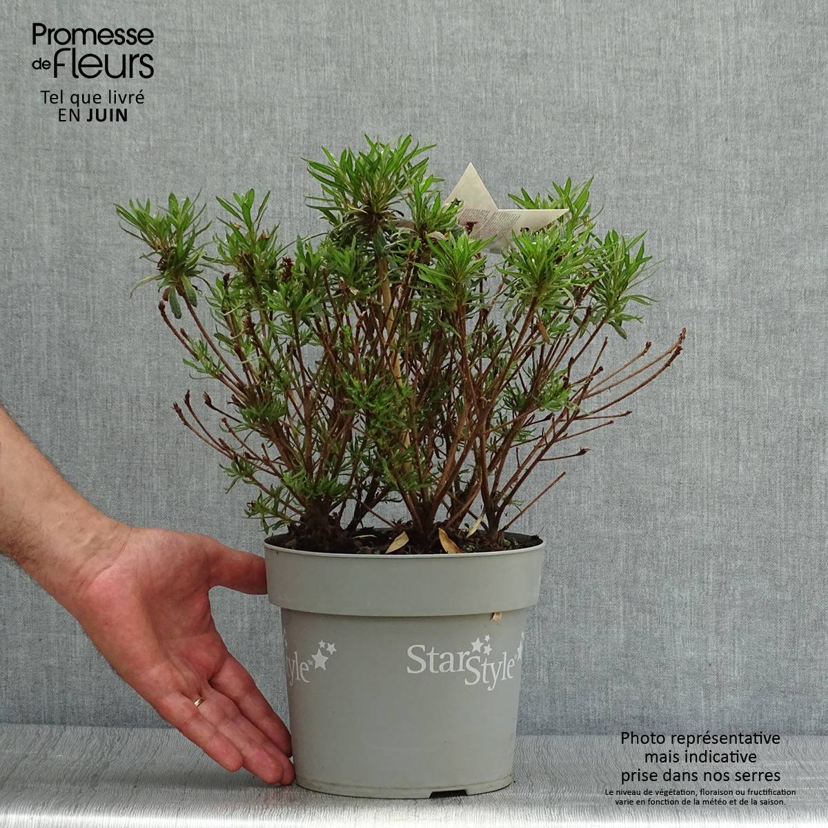Promesse de Fleurs - Azalée japonaise Star Style Violet - Azalea japonica Pot de 3L/4L - Image 2
