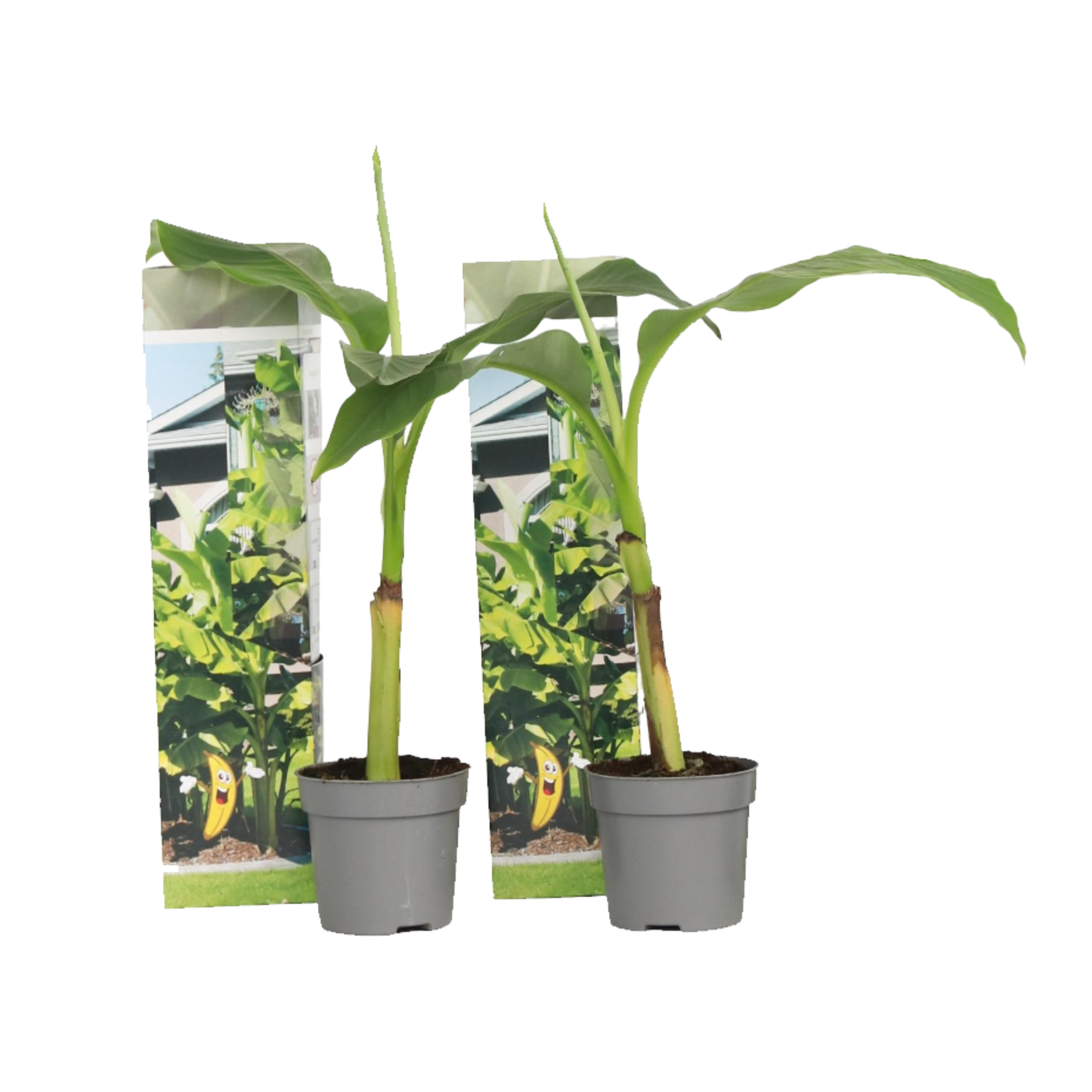 Plant In A Box - Bananier du Japon - Set de 2 - Musa basjoo - Hauteur 25-40cm - ⌀9cm - Image 1